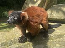 Happy Birthday Shelly! One of the world's oldest critically endangered lemurs turns 30