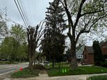 Enraged residents of America's iconic 'tree town' are up in arms as local power company goes on 'massacre' chopping spree