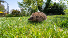 Tiere in Gefahr: Cottbus erlässt Nachtfahrverbot für Mähroboter