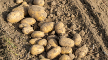 Agrar: Rekordernte bremst Kartoffelanbau – Winterweizen legt zu