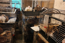 Tierquälerei: Hunderte Tiere in südsteirischem Haus zusammengepfercht 