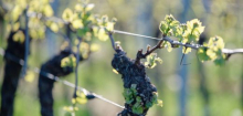 Wein: Weltweit wird so wenig getrunken wie zuletzt im Jahr 1957, meldet die OIV