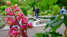 Liebevoll gepflegte Kleinode: Von Giftpflanzen und Bergblumen: Spezialgärten in Sachsen