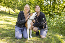 Mit 14 Messerstichen verletzt: Wenn ein   „Kampfhund“ zum Opfer wird