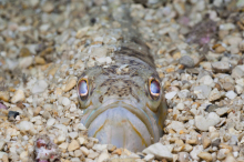 Petermännchen: Ist sein Stich wirklich lebensgefährlich?