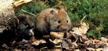 Hantavirus: Welche Typen in Deutschland vorkommen und wie Sie sich schützen können