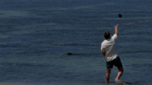 Hawaii: Passant, der Robbe mit Stein bewarf, wird festgenommen – Haftstrafe droht