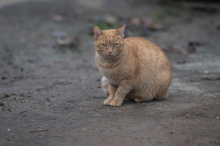 Zeugen gesucht: Katze mit Luftdruckgewehr schwer verletzt
