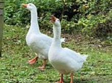 Heartbreak for villagers and Ryan Gosling as Gandalf the goose 'is taken by low-lives'