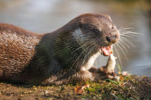 Mehr als 1300 geschützte Wildtiere in Österreich seit 2020 getötet