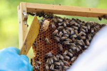 Müssen wir uns nun Sorgen um Kärntens Bienen machen?