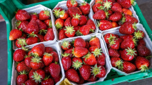 Saisonale Früchte: Wieder regionale Erdbeeren - 
