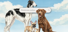 Haustier-Test: Wie alt wird mein Hund?