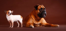 Haustiere: Leben kleine Hunde länger als große?
