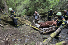 400 Kilo schweres Kalb stürzte 50 Meter in einen Graben