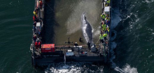 Buckelwal in der Ostsee: Wal-Schützer Jeff Foster erhebt schwere Vorwürfe gegen Seeleute