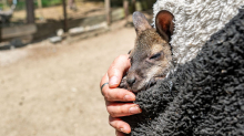 Niederbayern: Känguru-Baby im Pulli - Tierpark-Chefin als Ersatz-Mama