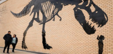Tyrannosaurus rex: Warum fleischfressende Dinos so kleine Arme hatten