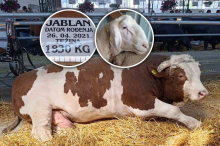 JABLAN OD SKORO DVE TONE MIRAN KAO JAGNJE: Po ceo dan voli da jede, spava i šetka! Ovaj bik i ovan Matador dve su najveće atrakcije NS Sajma poljoprivrede FOTO