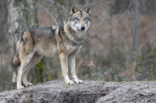 In Kärnten ist Abschuss von Wölfen weitere drei Jahren möglich