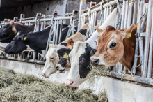 Landwirtschaft: Schon jeder zehnte steirische Milchbauer lässt einen Roboter melken