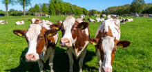 Kühe können laut Studie bekannte Gesichter erkennen