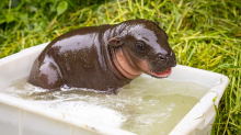 Tonis Schwester: Anbaden bei Zwergflusspferd-Nachwuchs im Berliner Zoo