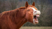 Bitte (nicht) lachen: Können Sie bei diesen 28 Flachwitzen ernst bleiben?