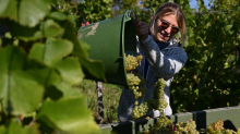 Wein: 5,16 Millionen Liter – Winzer mit besonders gutem Ergebnis