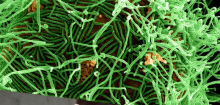 Ebola-Ausbruch im Kongo: Was Sie über das tödliche Virus wissen müssen