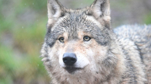 Wildtiere in der Großstadt: Wölfe häufiger mal in Hamburg
