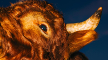 Crime Story: Eine Bäuerin liegt tot im Stall. Was hat der Stier damit zu tun?