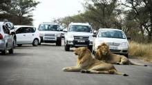 Kruger-Nationalpark: Zwei Safari-Touristen in Südafrika getötet – Ermittlungen wegen Mordes