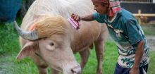 »Donald Trump« in Bangladesch: Albino-Bulle wird zum Internetstar