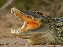 Bodies of 'husband and wife' tourists are found floating in croc-infested river at South Africa safari park after they were stabbed to death: Double murder probe is launched