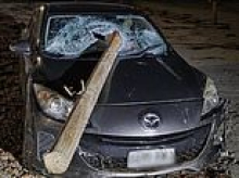 Driver's miraculous escape after huge log smashes through her windscreen into the empty passenger seat next to her