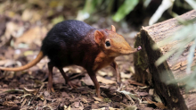 Seltene Arten: Diese Tiere zu treffen, grenzt an ein Wunder