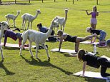 Animal lovers enjoy a Sunday morning Pilates class - with alpacas