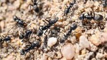 Invasive Insekten: Invasive Ameisenart im Norden angekommen
