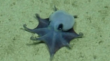Tiefsee-Fund im Pazifik: Blauer Mini-Oktopus vor den Galápagos-Inseln entdeckt