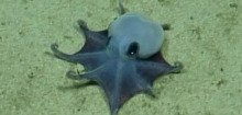 Galápagos: Forscher identifizieren neue Oktopus-Art - blau und winzig