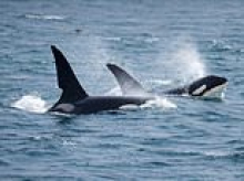 Ultra-rare close encounter between orca and canoeist as beast mistakes human for its prey