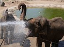 That's one way to cool off! Elephant gets hosed down at UK zoo on hottest May day ever