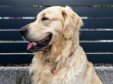 My neighbour throws glass over the fence to injure my dog's paws. What can I do about it? DEAN DUNHAM KC replies