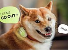 Ever wish your dog could speak to you? AI collar can translate your pet's barks with 95% accuracy, experts claim