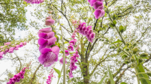 Fotoprojekt: Unsere heimische Blumenwelt aus der Käferperspektive