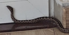 ZMIJA OTROVNICA ŠETA GRADOM! Poskok ušao u lokal, pa izašao i nastavio dalje... Poziv građanima Loznice na oprez