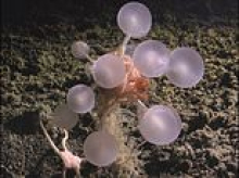 Meat-eating 'death balls' with velcro-like hooks and translucent 'ghost sharks' are among the more than 1,000 marine species discovered in the last year