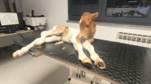Pony iz Istre treba pomoć! 'Naš Mile zaista voli disko, ali sada treba operaciju, bori se za život'