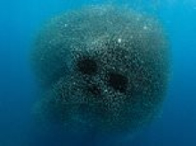 Photographer snaps the incredible moment a bait ball of sardines morph into an eerie shape